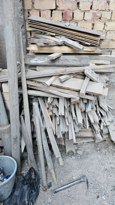 Утин российский сосна