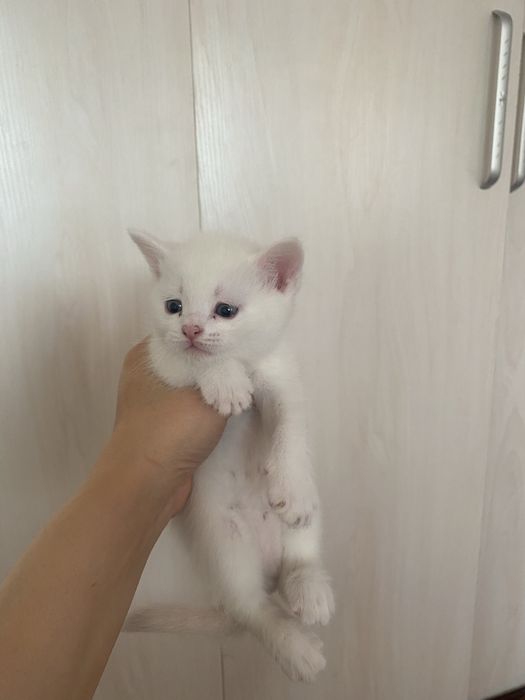 Скоттиш страйт. 16. 10. 25. Угил бола