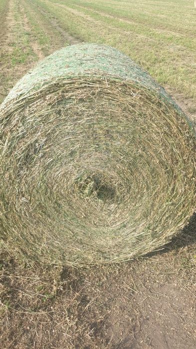 Balotat lucernă trifoi ghizdei