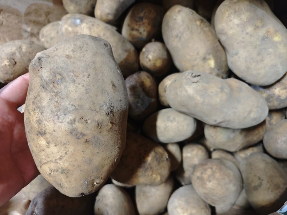 Vând cartofi de consum, calitate foarte bună ideali pentru aproviziona