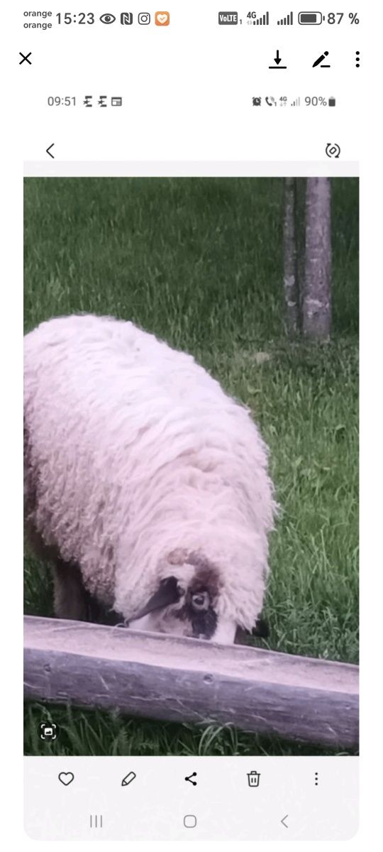 2 berbecuți și 2 miele