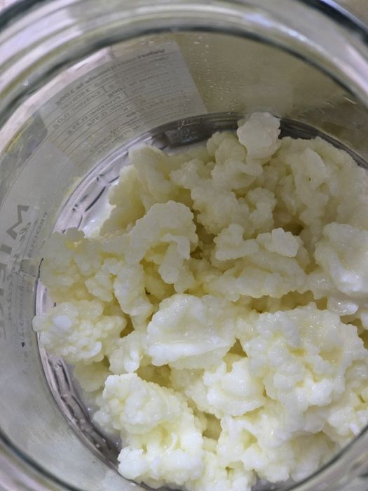 Kefir, Ciupera de kefir, tibetana