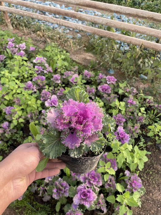 Виола цветы на огород