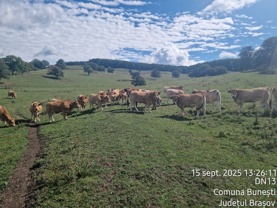 Vand 25 Juninci Gestante Aubrac
