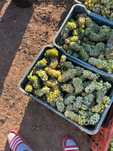 Struguri de vin recolta 2025