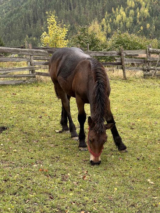 Vând mânză de 5 luni.