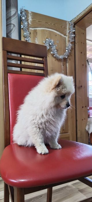 Малки кученца порода померан