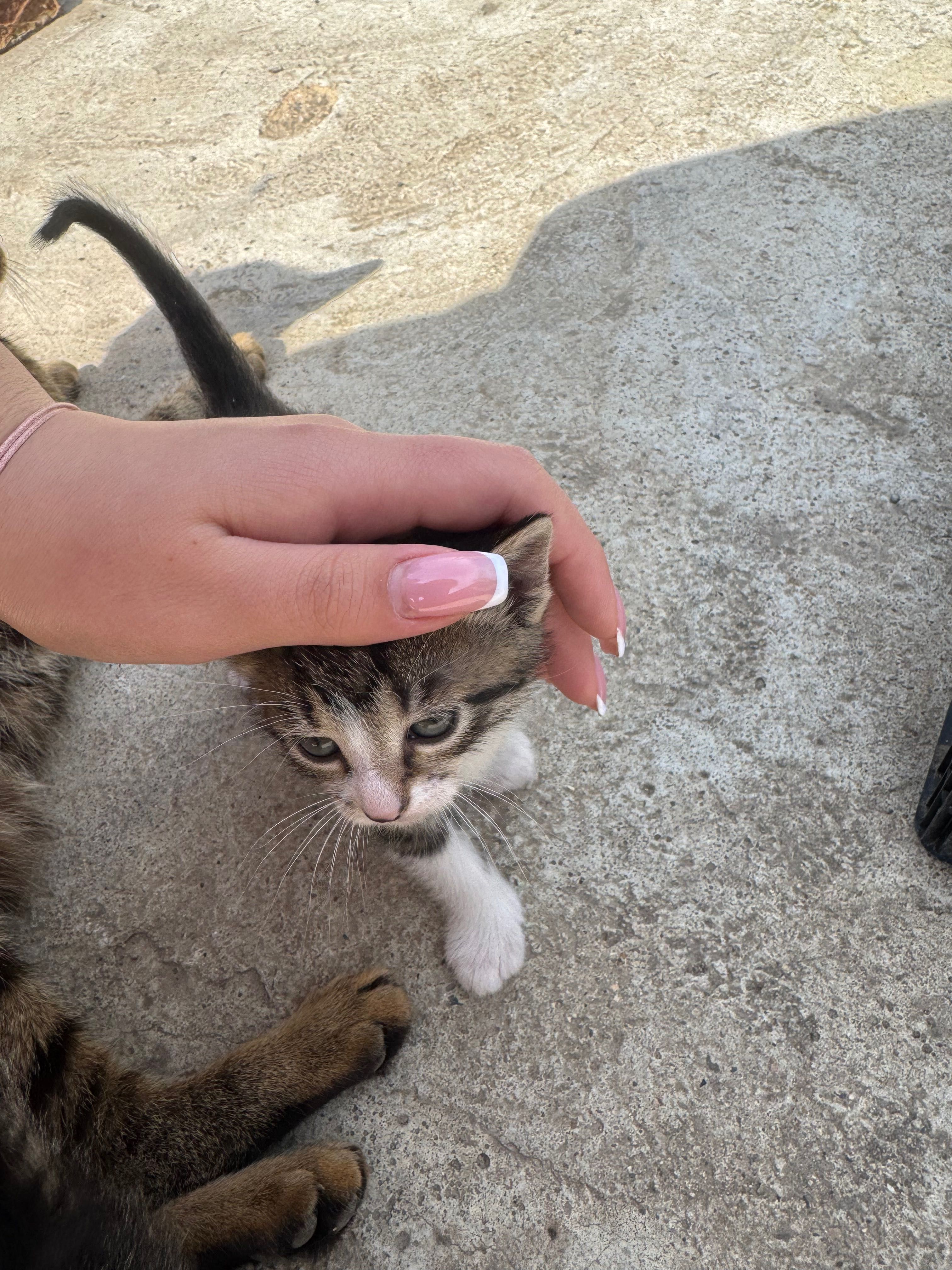Котенца на два месеца.