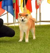 Catelusa Akita inu, parinti multipli campioni