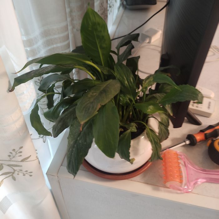 Цветы комнатные продаю