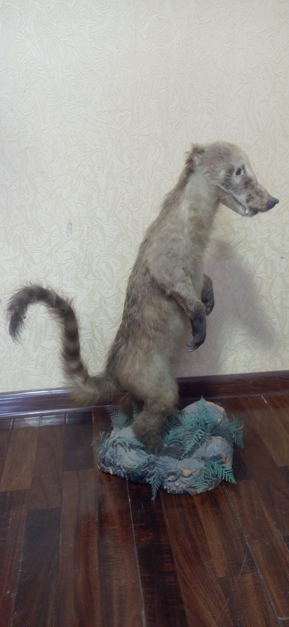 Продаются чучела диких животных