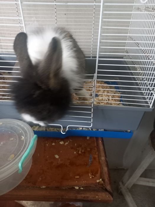 Подарявам зайче без кретката