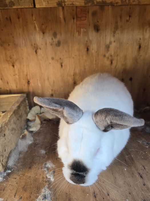 Vând iepure californian