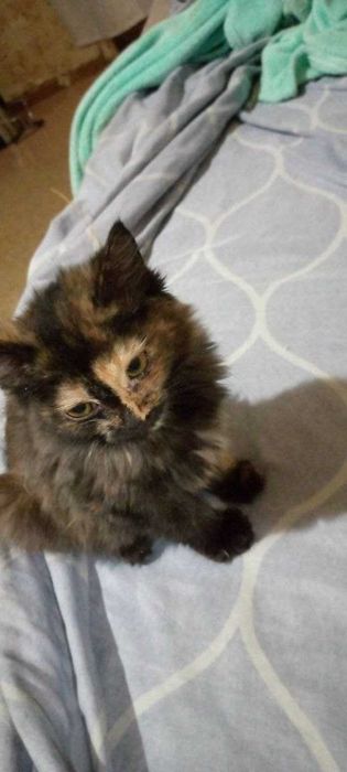 Котята в добрые и заботливые руки