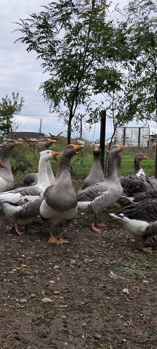 Gâște de vânzare