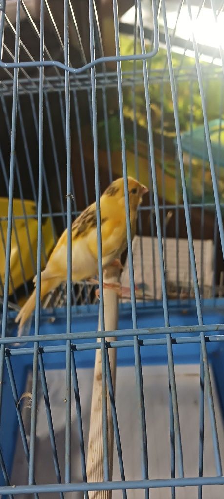 Canari timbrado!!