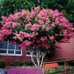 Продавам ИНДИЙСКИ ЛЮЛЯК (Lagerstroemia indica) от 80 см до 4м.