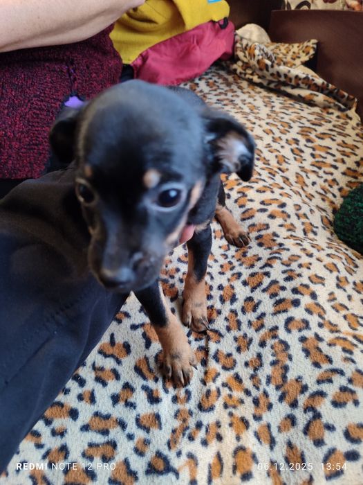 2 броя пинчери женски