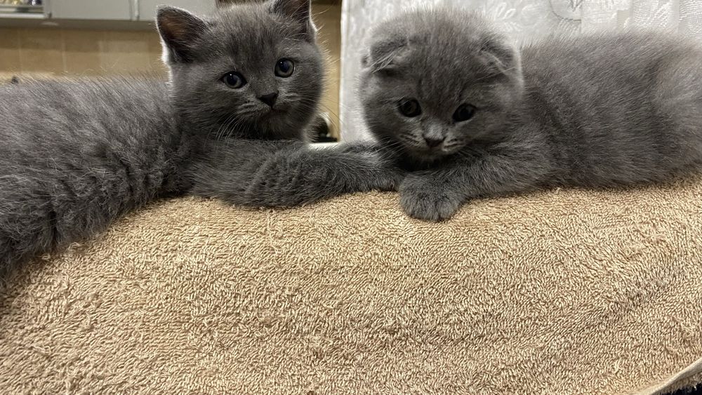 Продаются породистые котята