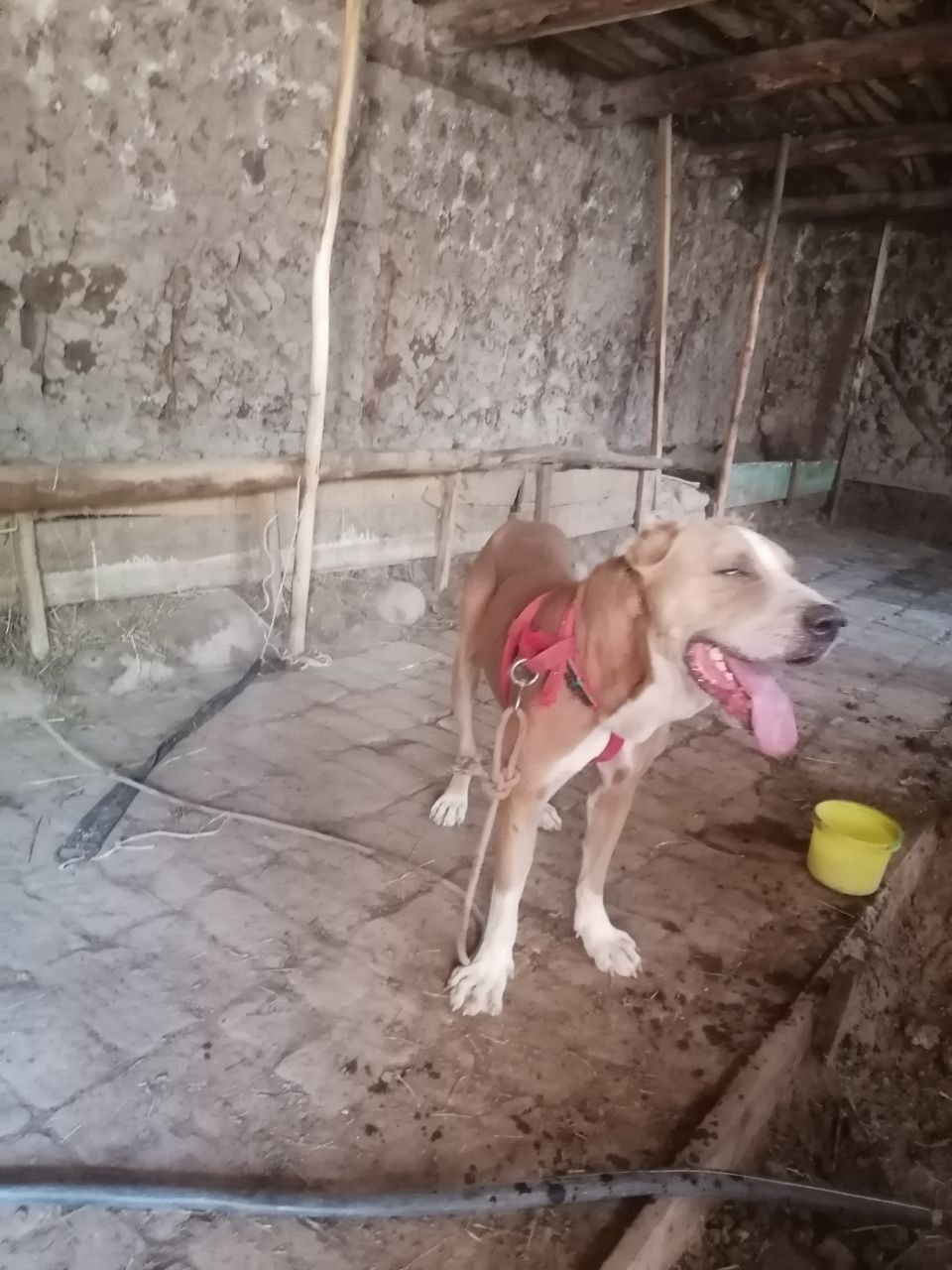 Alabay bn pitbul qo‘shilgani gibrit kuchuk sotiladi