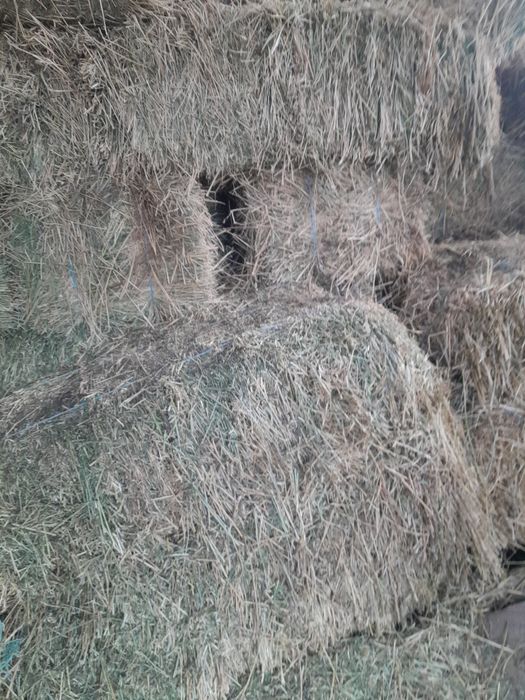 Vând baloti lucerna