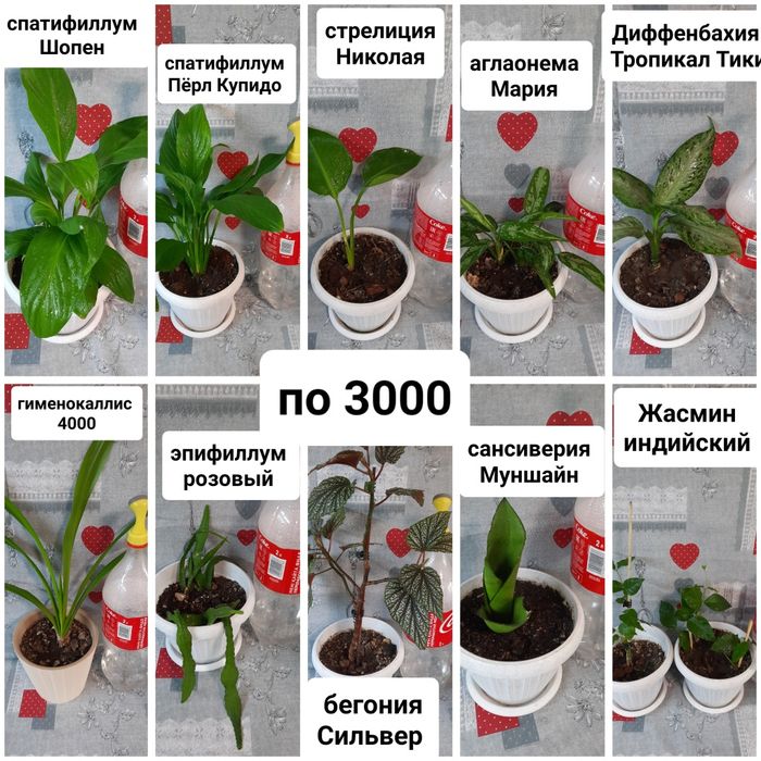 К продаже предлагается комнатные цветы по приемлемым ценам.