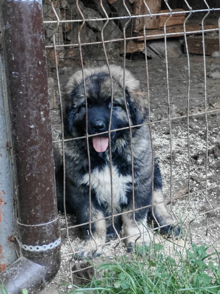 Кавказка овчарка