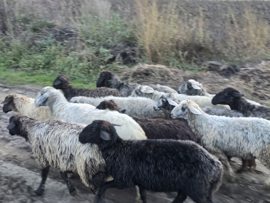De vanzare Oi karakul !