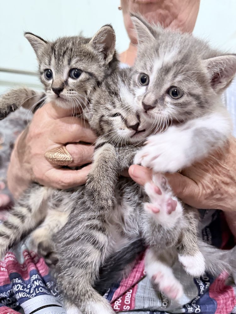 Отдам в хорошие руки трёхмесячных котят