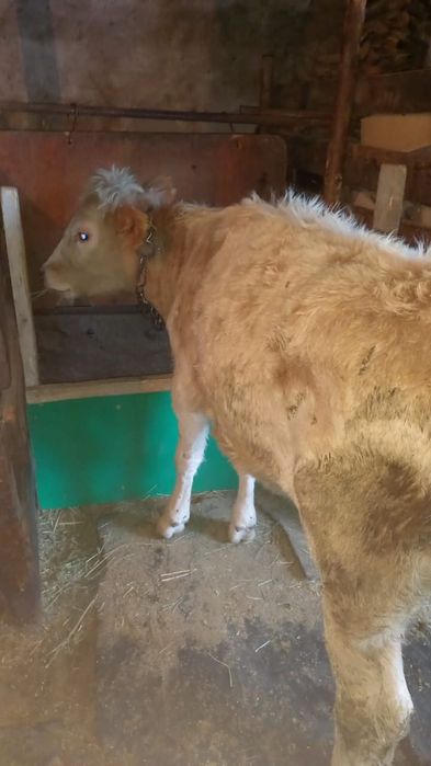 Продаётся телочка