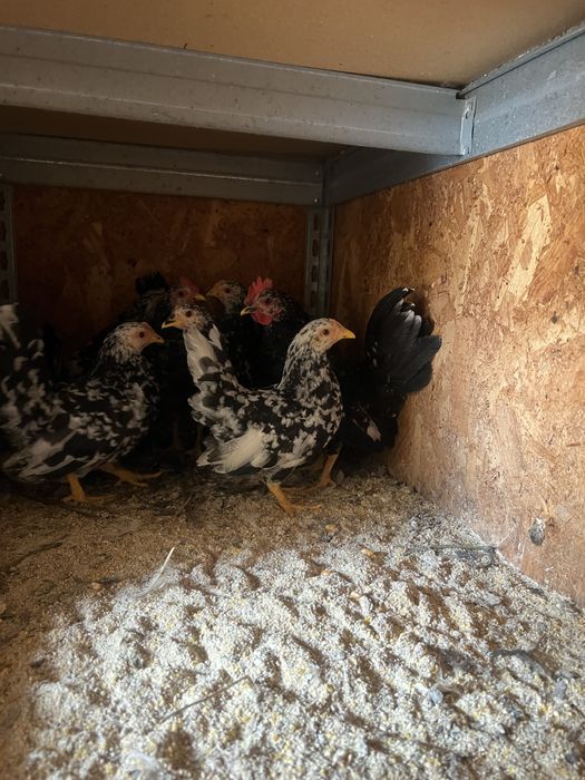 Chabo bobat tineri 2025 (2+5)