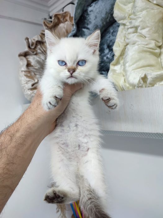 Британские и шотландские пареньки и девули ждут любящих хозяев