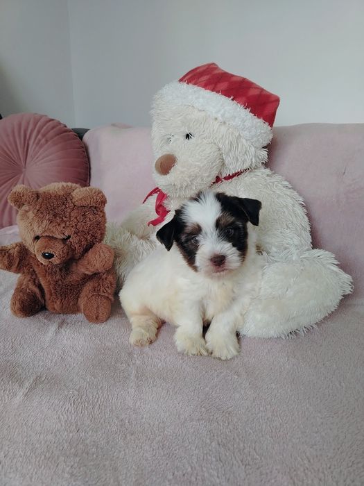 Йоркширски териер, бивер