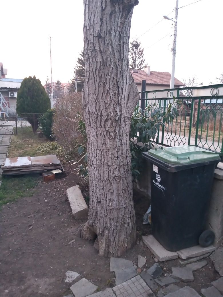 Продавам орехово дърво