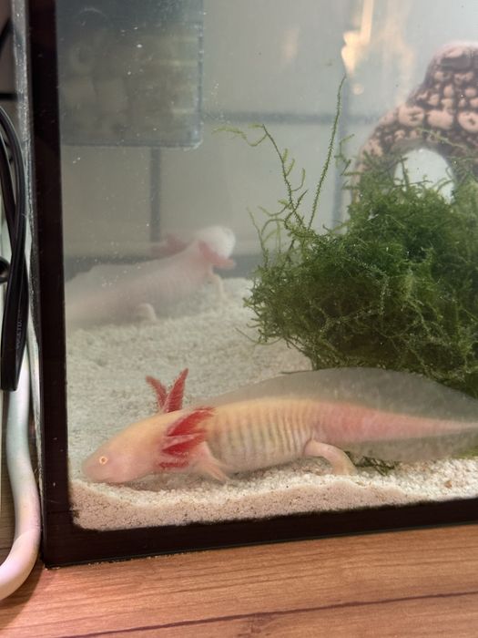 Мексиканска амбистома /аксолотъл/