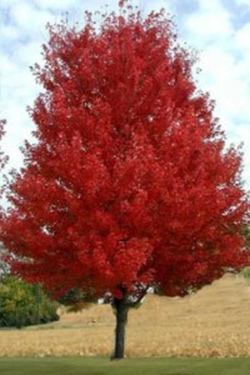 Artar siberian acer ginnala ,October glory ,Artar variegat flamingo