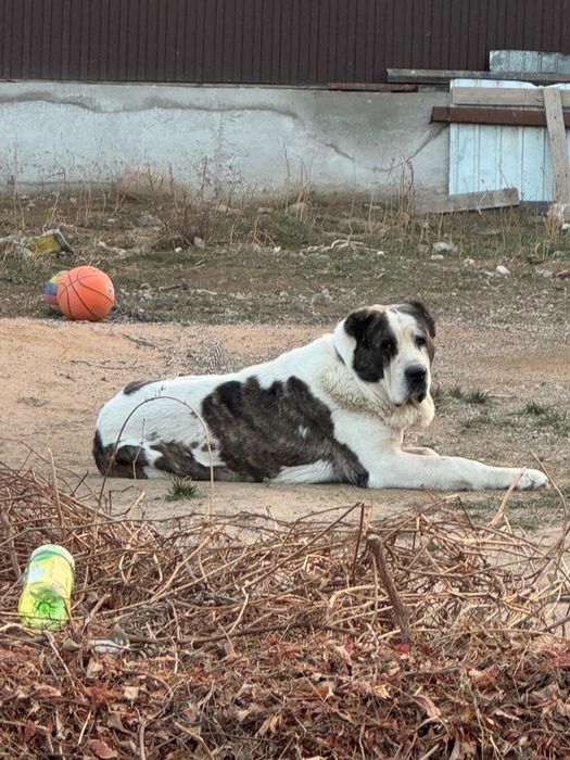 Продам собаку или обмен на айфон