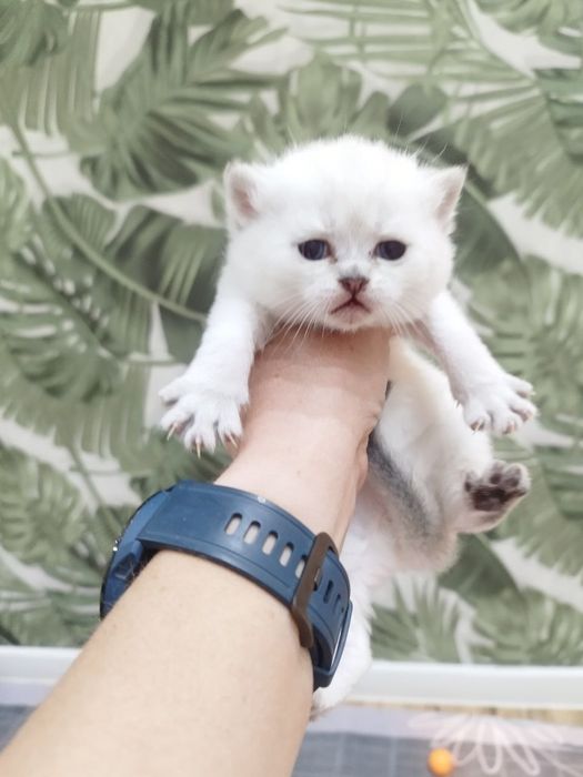 Чистокровные милые здоровые малыши