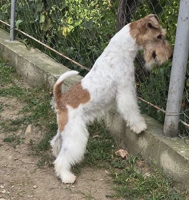 Mascul fox terrier campion