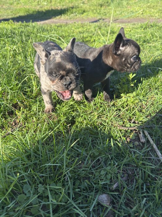 Малки Кученца / Френски Булдог