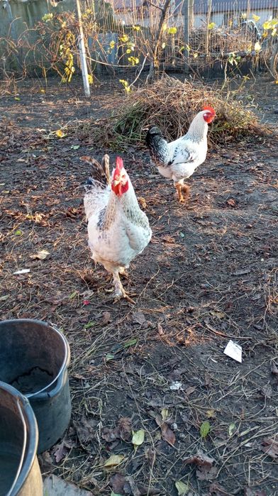 Vând cocosi de țară