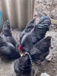 Oua Australorp Negru