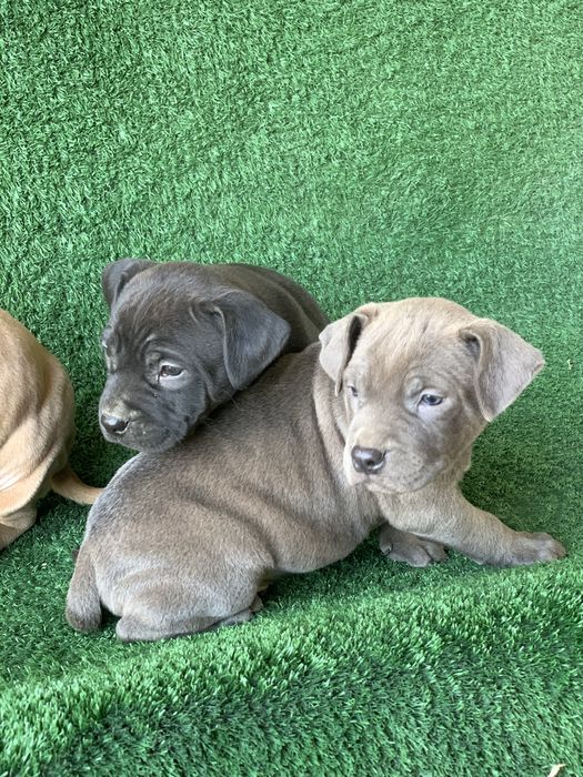 Продается щенки питбультерьера