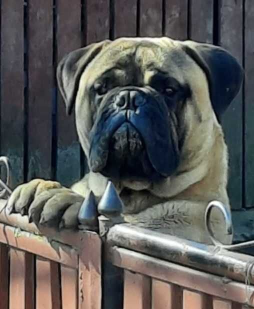 Vanzare bullmastiff