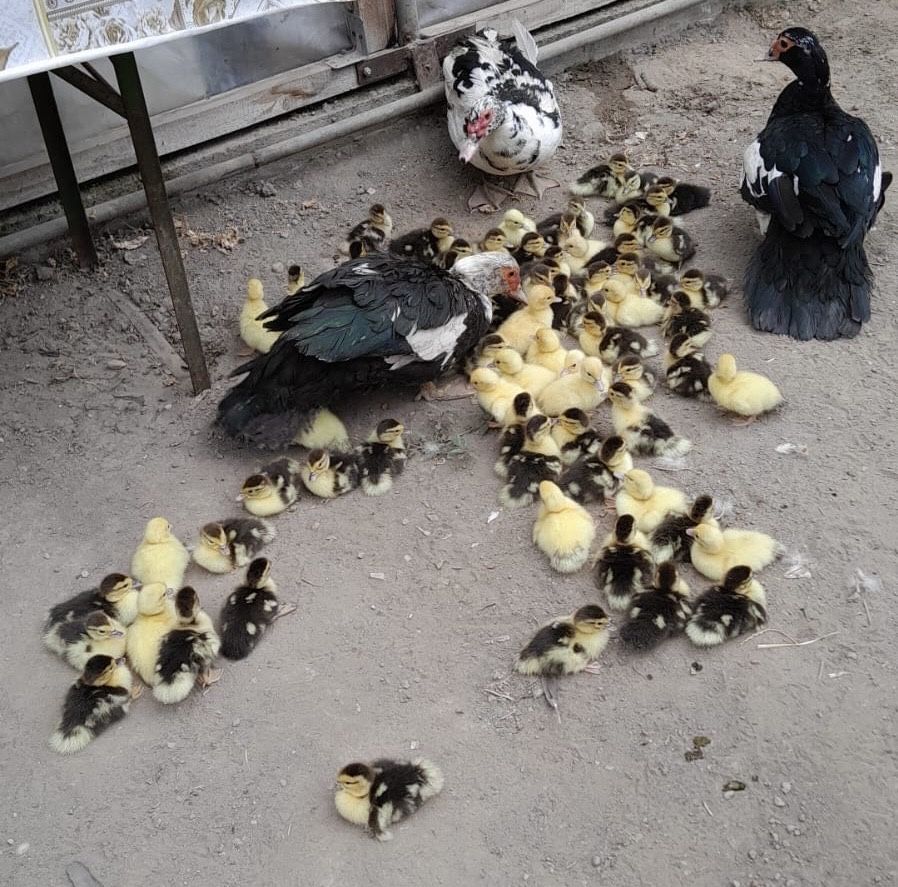 Vand boboci de rata leseasca
