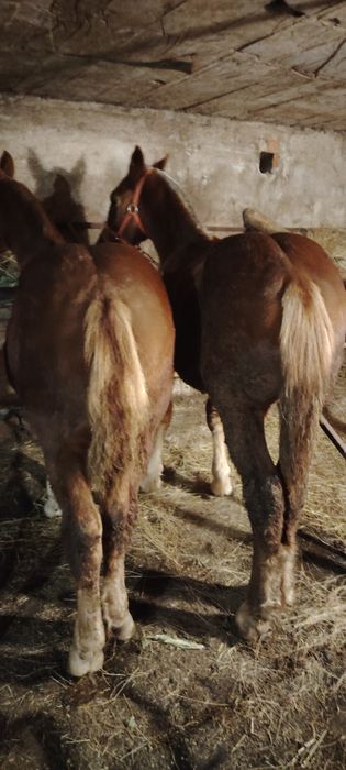 Se vand manzi de 6 luni