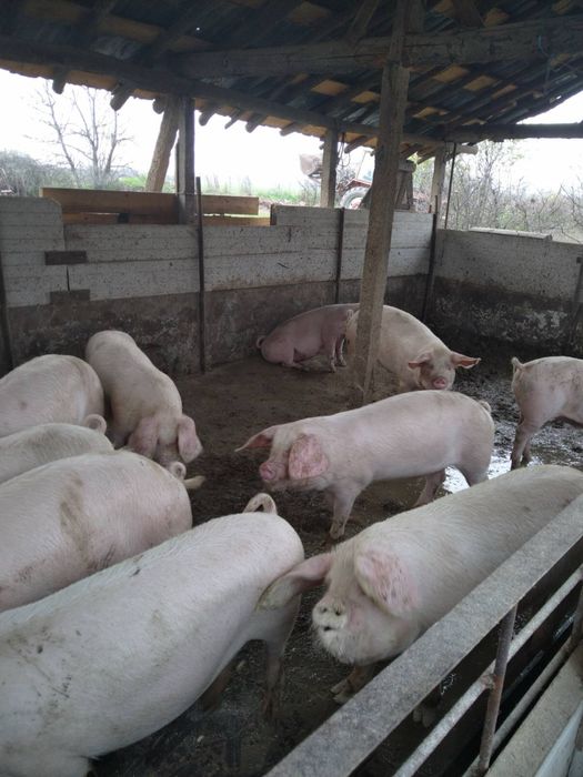 Продавам прасета