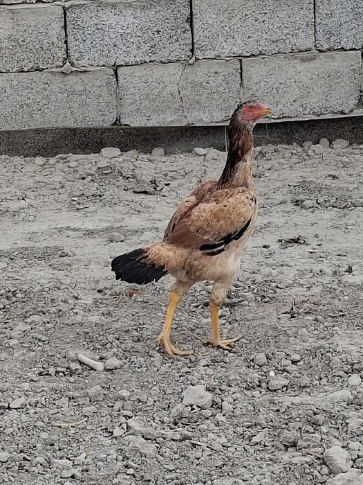 Mokiyon tovuqlar sotiladi
