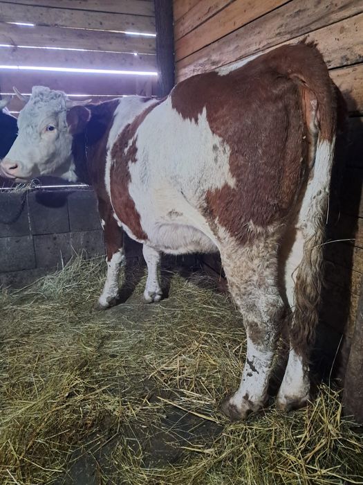 Vând vacă de 3 ani gestantă de 9luni
