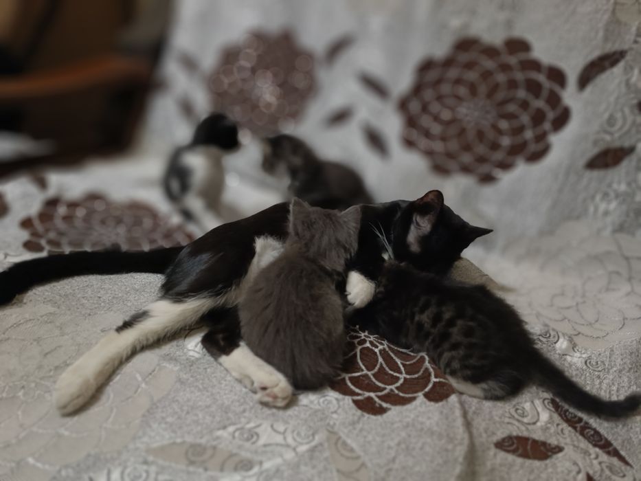 Отдам котят в добрые руки